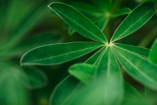 Abstract tropical nature, exotic macro green leaf