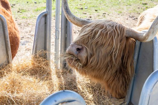 Hairy highland cows eat hay in cattle feeders.