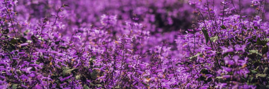 Lavender flowers at sunlight in a soft focus, pastel colors and blur background BANNER long format
