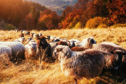 flock of sheep on beautiful mountain meadow.