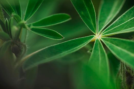 Abstract tropical nature, exotic macro green leaf