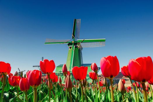 magical landscape of tulips and windmills in the Netherlands