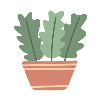 Houseplant with large leaves in flowerpot isolated object