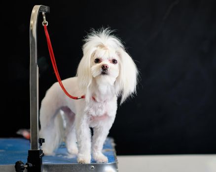 Maltese lapdog on the grooming table with a red ring attached to the bracket