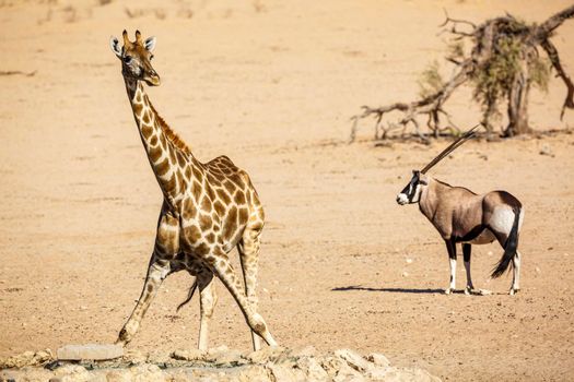 Giraffe and south african oryx in dry land in Kgalagadi transfrontier park, South Africa ; Specie Giraffa camelopardalis family of Giraffidae and specie Oryx gazella family of Bovidae