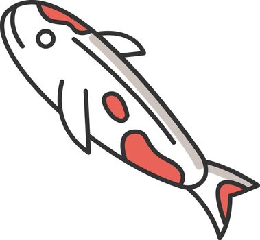 Koi carp RGB color icon. Japanese fish as luck symbol