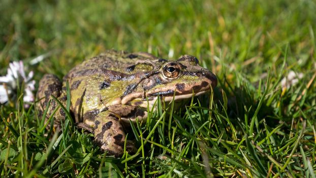 Green frog on a lawn