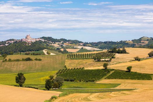 Barbera vineyard in Piedmont region, Italy. Countryside landscape in Langhe area