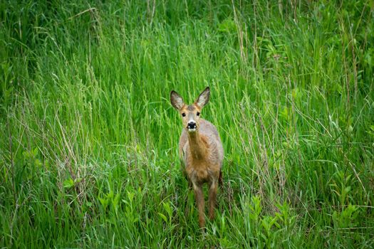 Beautiful young roe deer standing in green dense grass
