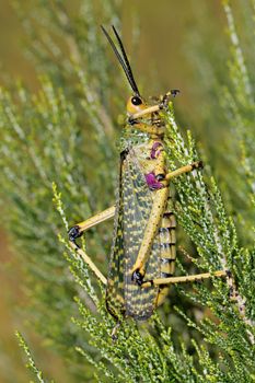 Milkweed locust sitting on a plant