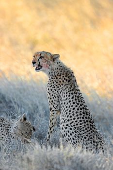 Cheetah in natural habitat - South Africa