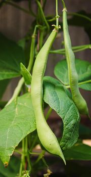 selenium bean pods in garden. selective focus