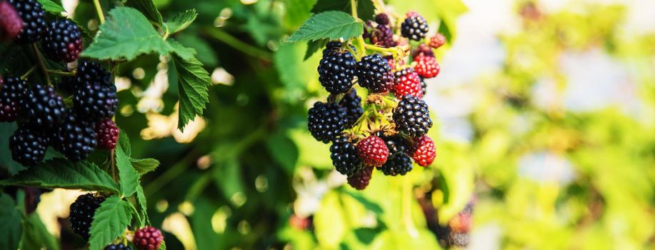 Blackberries grow in the garden. Ripe and unripe blackberries on a bush.