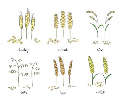 Hand drawn cereals and grains.