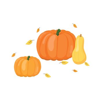 Illustration of pumpkins and butternut squash.