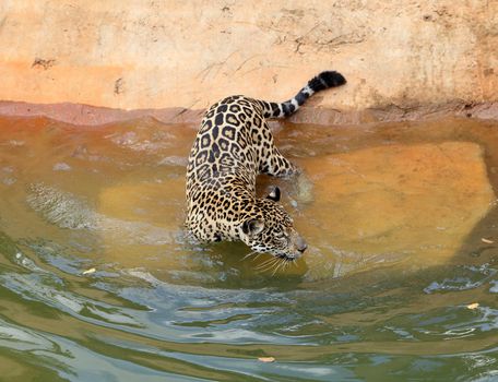 jaguar tiger cat resting and swimming