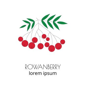Rowanberry linear icon.