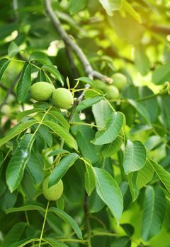 Little walnuts on the walnut tree in Ukraine Green unripe walnuts hang on a branch. Green leaves and unripe walnut.