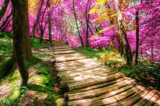 Beautiful wooden path in Plitvice Lake, Croatia.