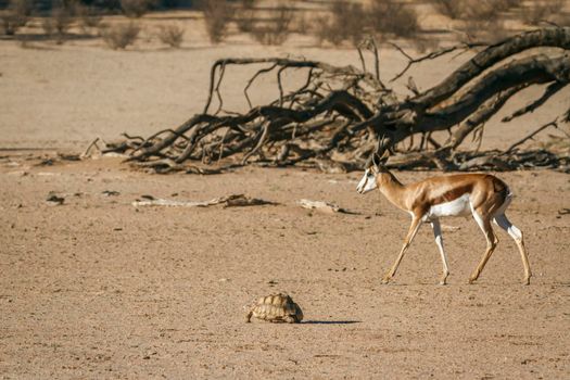 Leopard tortoise and Springbok in Kgalagadi transfrontier park, South Africa