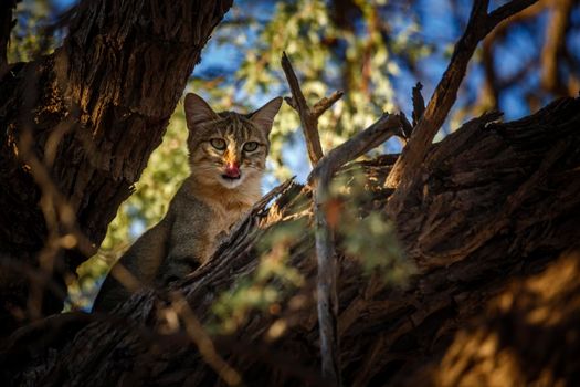 Southern African wildcat in Kgalagadi transfrontier park, South Africa