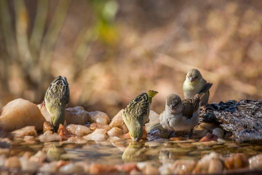 Southern Grey headed Sparrow and Village weaver in Kruger National park, South Africa