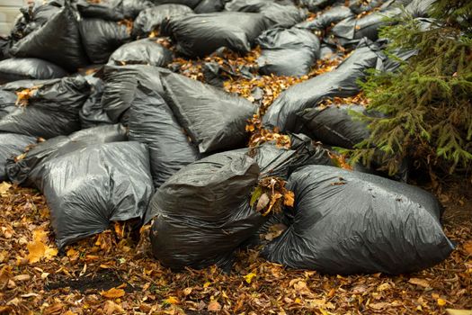 Leaves in bags. Black bags with dry leaves. Dump on street.
