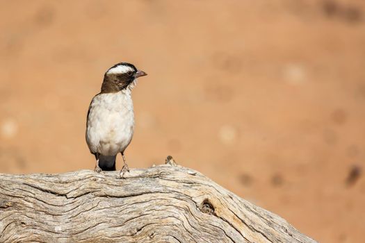 White browed Sparrow Weaver in Kgalagadi transfrontier park, South Africa