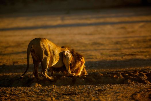 African lion in Kgalagadi transfrontier park, South Africa