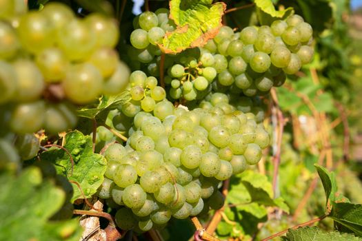 Common grape vine, Vitis vinifera