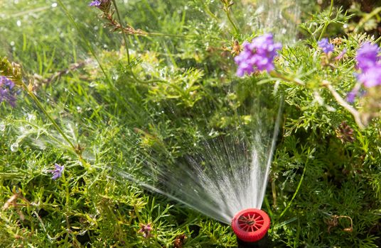 Closeup of garden sprinkler with water spray