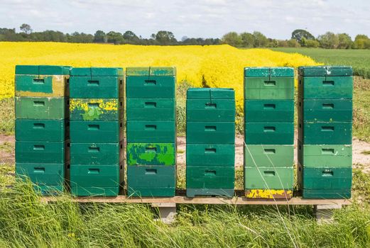 Lots of green bee boxes at a rapeseed field in northern Germany.