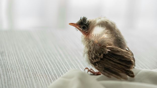 Air Sac Rupture in birds, baby Red-whiskered bulbul injury after attack by cat.