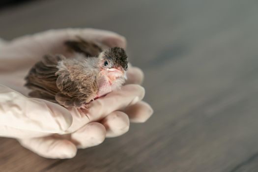 Close up of veterinarians hands in surgical gloves holding small bird, after attacked and injured by a cat.