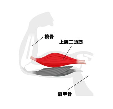 Arm muscle anatomical illustration ( biceps ) | Japanese