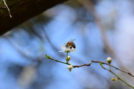 Close up of a bee on a white blossom against a blurred background