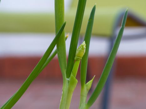 Green spring onion growing on a terrace in the city. Gardening and horticulture for cooking at home. Close-up