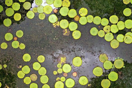 Top view of the lily pond on the island of Mauritius.Botanical Garden on the paradise island of Mauritius.