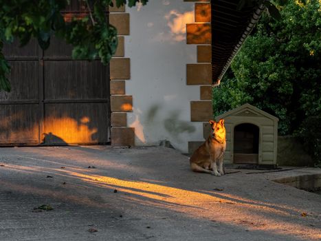 Domestic dog sitting near his booth on the street at the sunset