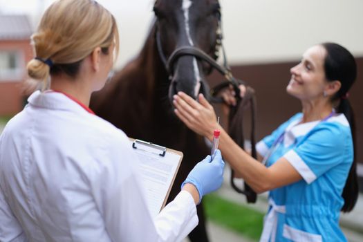 Two veterinarians conduct medical examination of thoroughbred horse