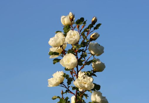 Flowers of briar white rose