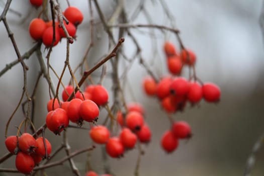Howthorn red berries