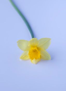 Yellow narcissus flower