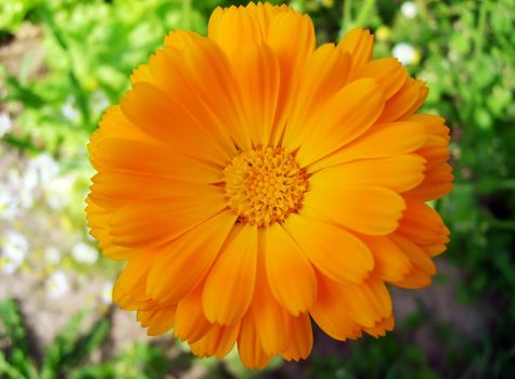 Marigold blooming flowers