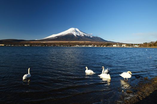 Mount Fuji with swans and blue sky in Winter