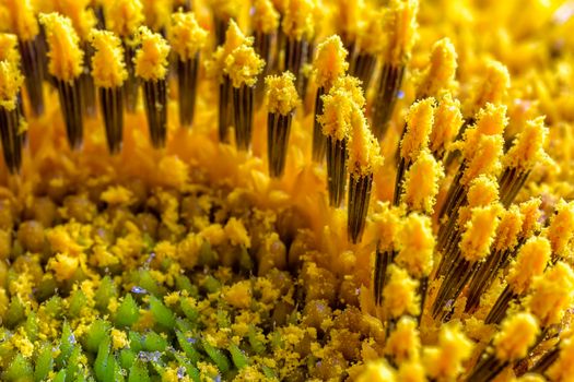 Amazing detailed macro of flower stamens. Extreme macro