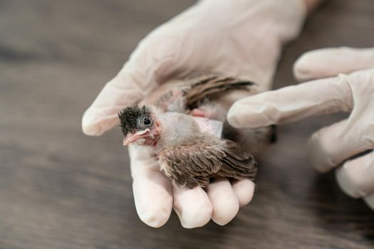 Close up of veterinarians hands in surgical gloves holding small bird, after attacked and injured by a cat.