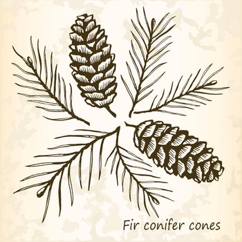 Fir conifer cones set