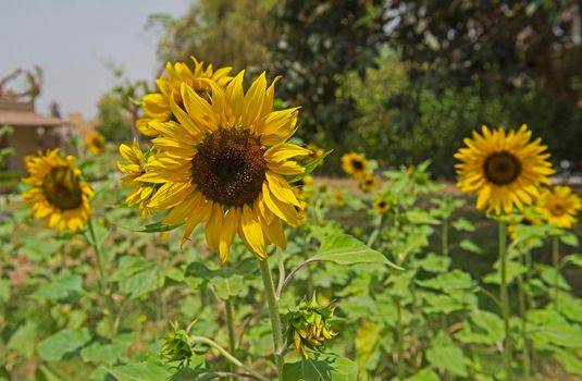 Closeup of a sunflower yellow flower heads in garden