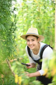 Farmer checking cannabis plants in the fields before harvesting. Concept of cannabis plantation for medical